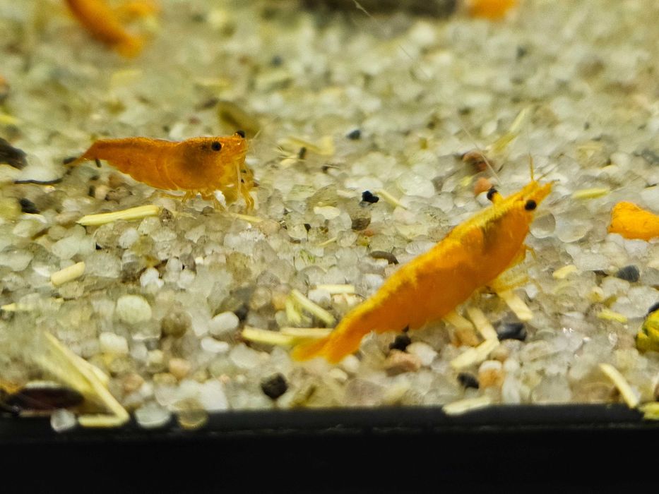Krewetka Sakura Orange - Ładne