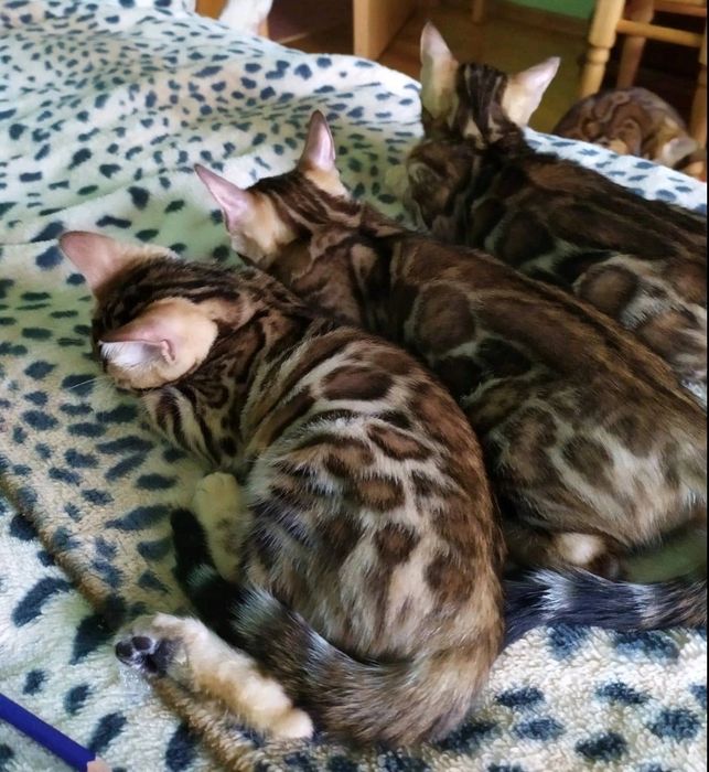 Бенгал. Хлопчик. Клубний. Розетка на золоті!