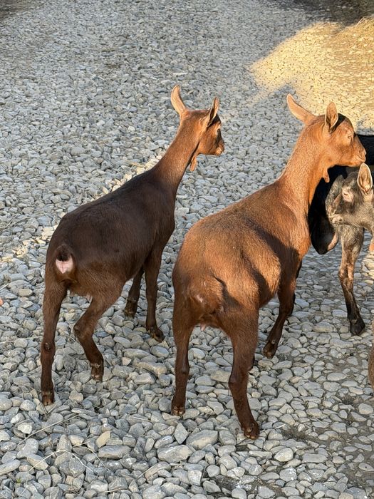 Продам козенята мурсія-гранада 100%