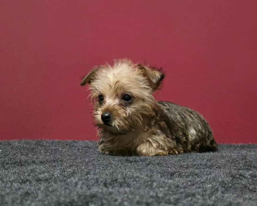 Yorkshier terrier gold super miniatura