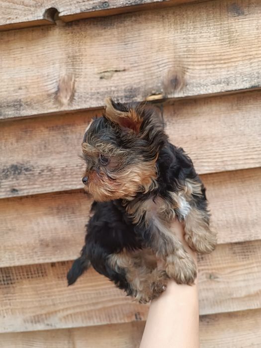 Восхитительный ребенок