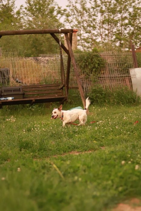Bystry, mądry samiec w typie jakc russel terier poleca się do adopcji