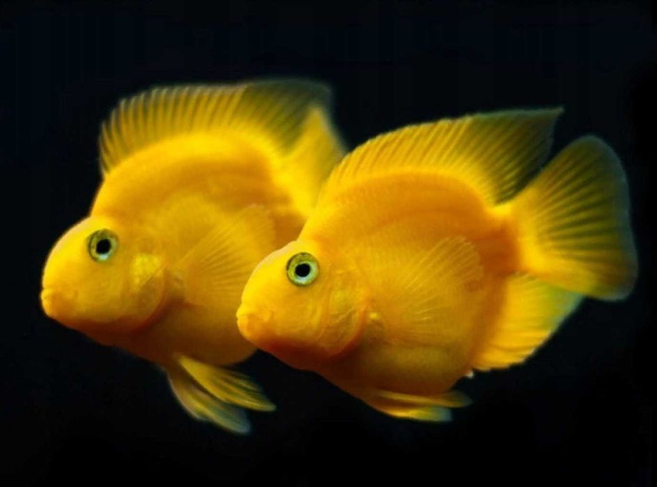 GB Pielęgnica Papuzia Żółta - dowóz ryb!