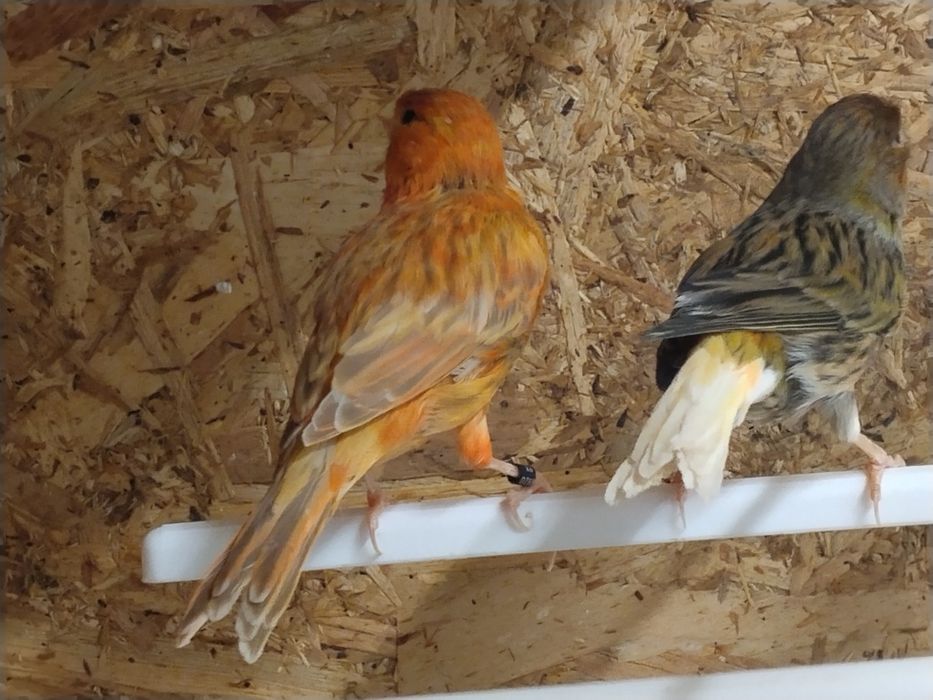Casal canários 1