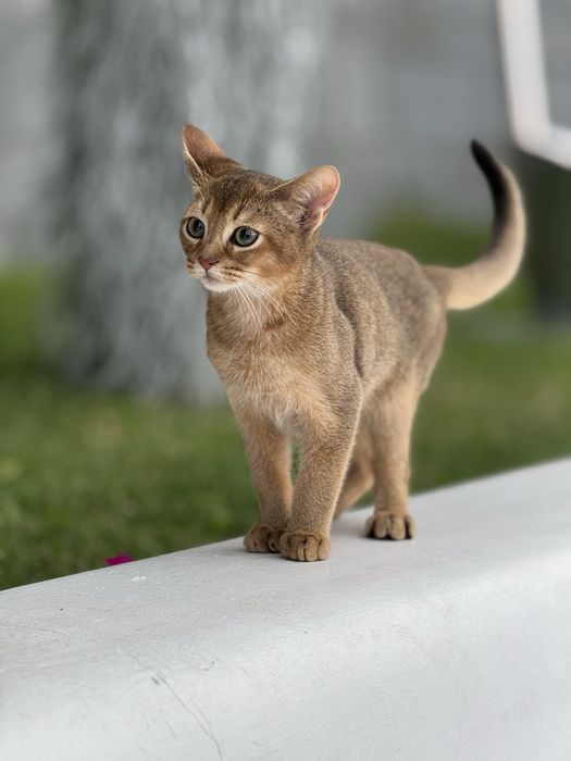 Милий та лагідний хлопчик Арчі