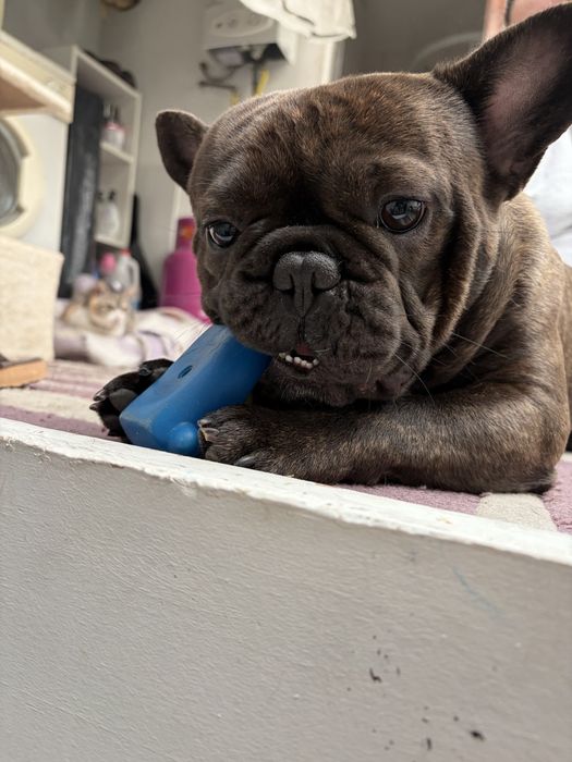 Bull dog Acasalamento