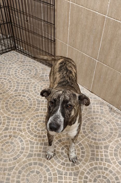 Cão ( x bull Terrier )