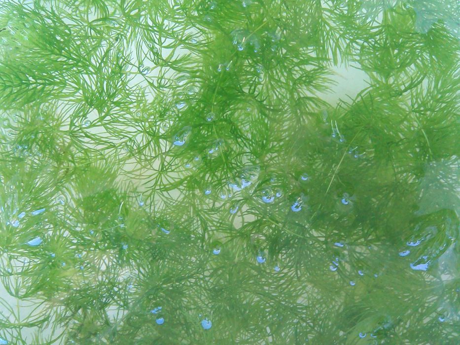 Роголистник -естественный фильтр, очищает воду аквариума 0,5 л- 50 грн