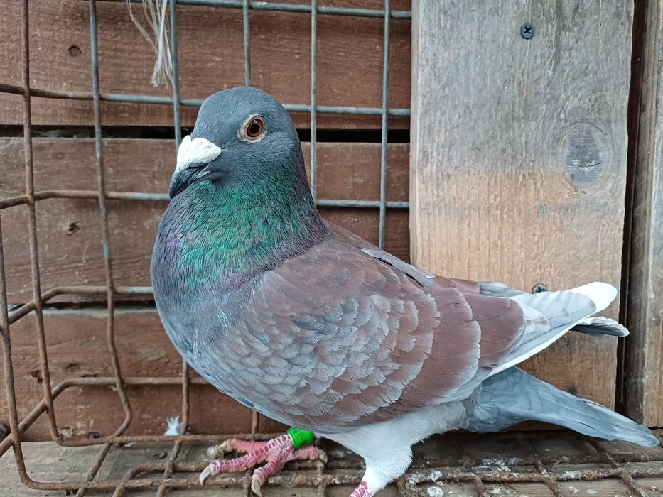 Gołębie pocztowe Belg samiec