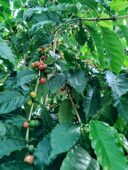 Plantas de café lllllllllll