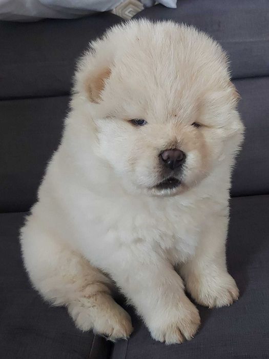 Vendo cachorro Chow Chow
