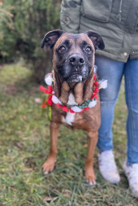 Puma w typie boksera prosi o dom! Idealna sunia.