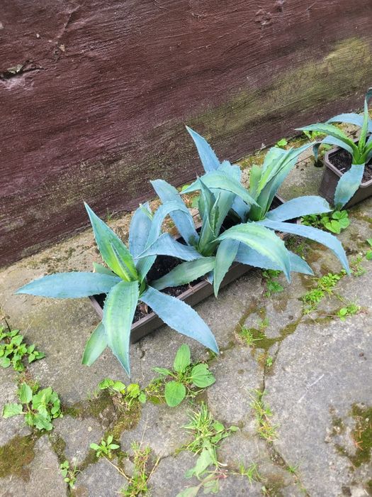 Agawa duża mała kwiat do ogrodu agave aloes amerykański