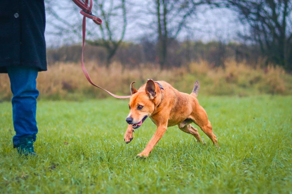 Pies do adopcji- samiec Toto