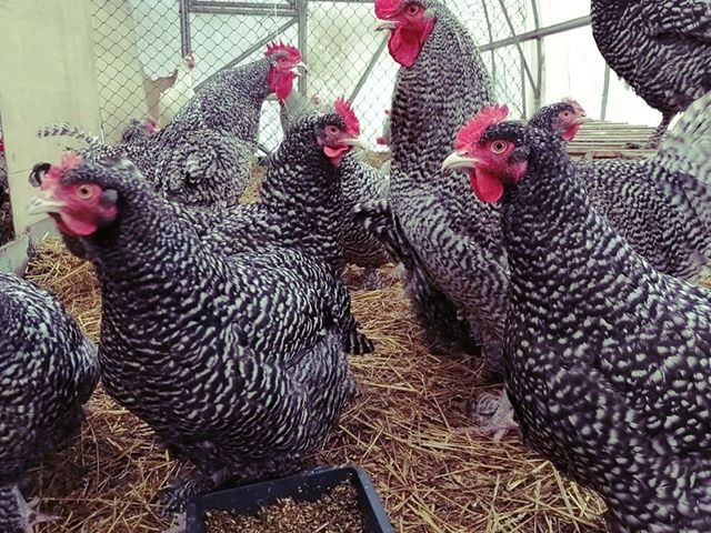 Інкубаційне яйце та курчата.Малин (Мехеленська зозуля):смугастий,білий