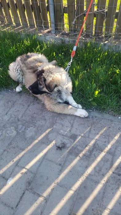 Продаётся алабай