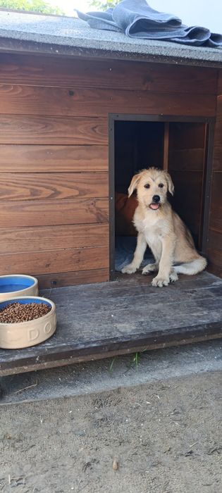 Cães bebés para adoção responsável