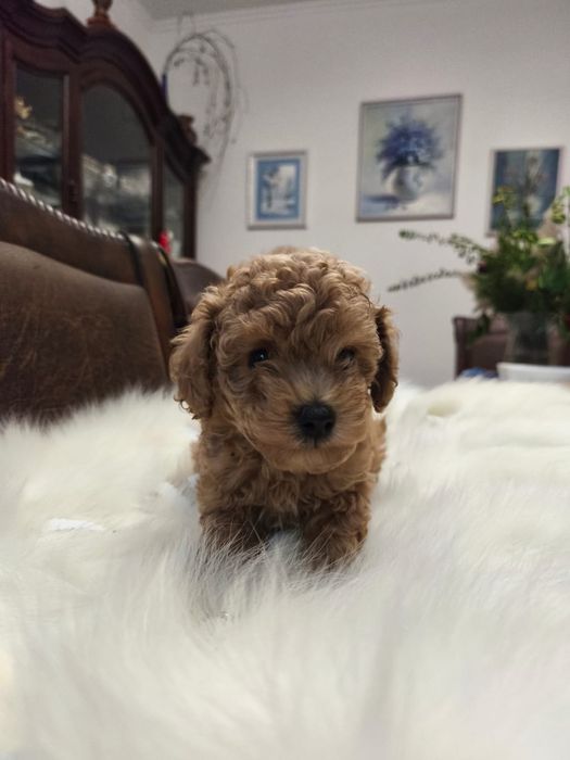 Той пудель КСУ мальчик