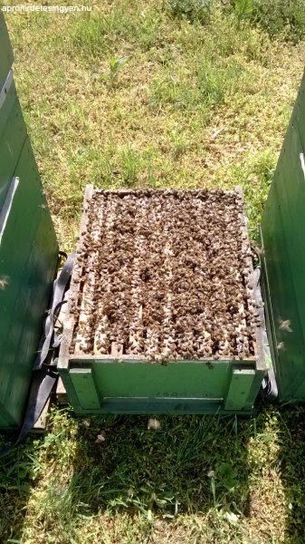 Бджолопакети Карніка Зінгер (Singer >F1) Австрія. пчелопакеты