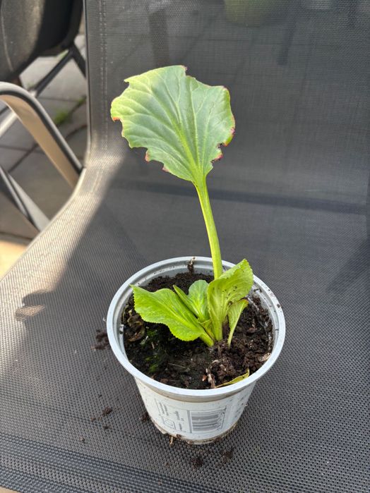 Hosta/Funki sadzonki
