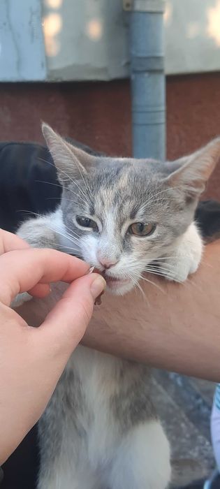 Кошеня у добрі руки!
