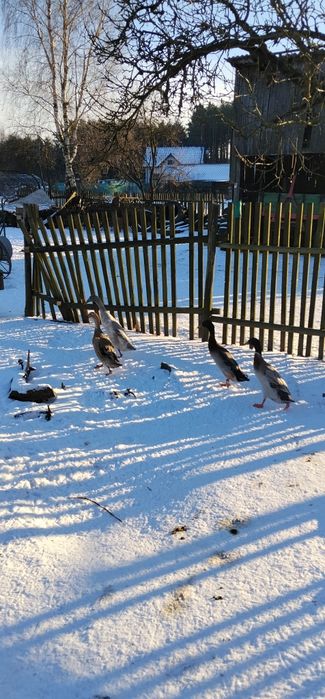 Sprzedam kaczory biegusy