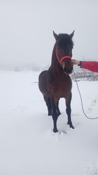 Sprzedam ogiera 2.5 letniego