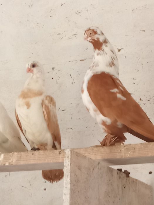Mewki winerki szelki motyle żułte golembie ozdobne