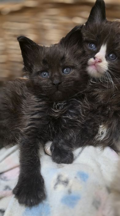 Czarno biały kocurek mainecoon