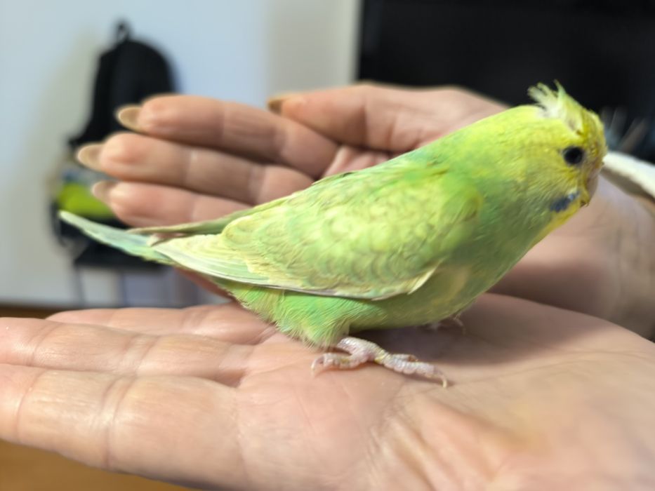 Piriquitos a sair do ninho