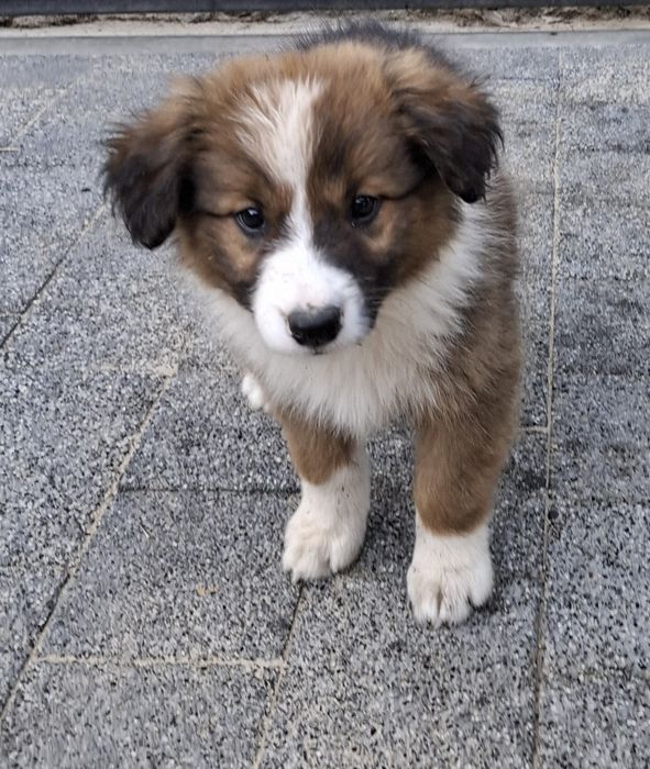 Besi suczka Border Collie