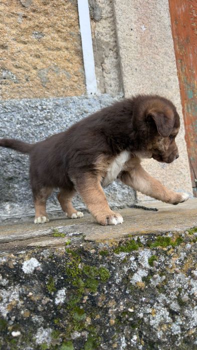 Border Collie Fêmea Castanha e Branca