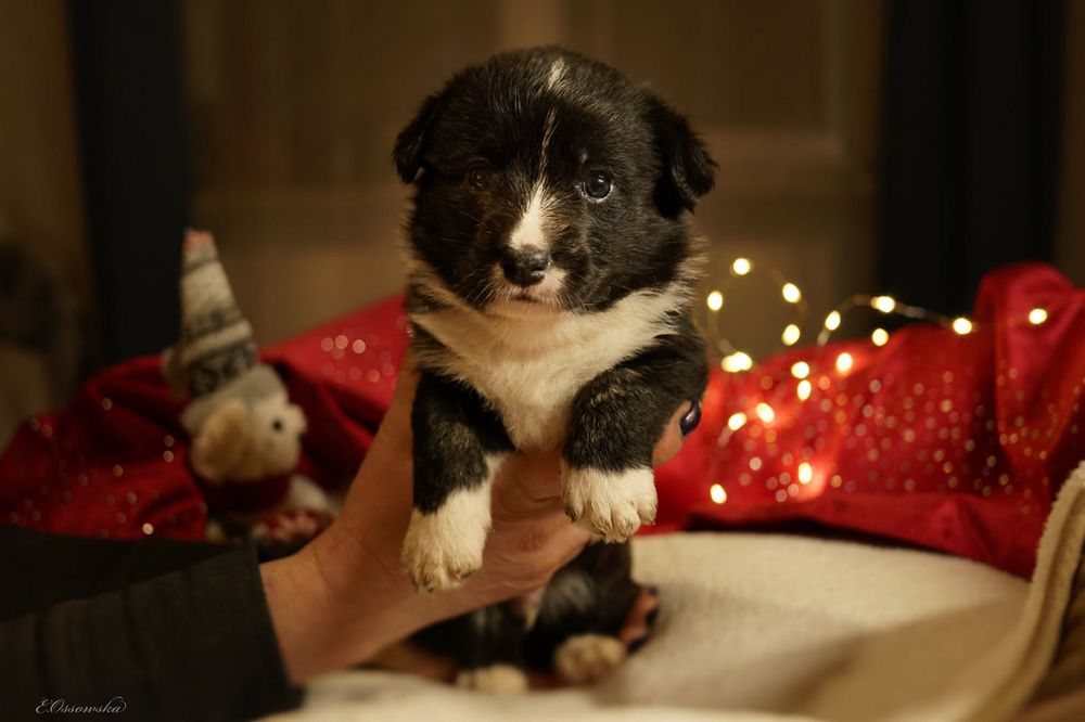 Szczeniak Welsh Corgi Cardigan FCI