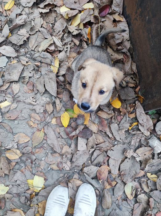 Чудесный щенок Лёва ищет любящую семью