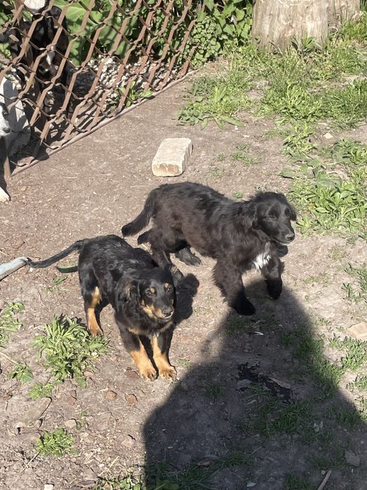 Віддам в добрі руки собаченят