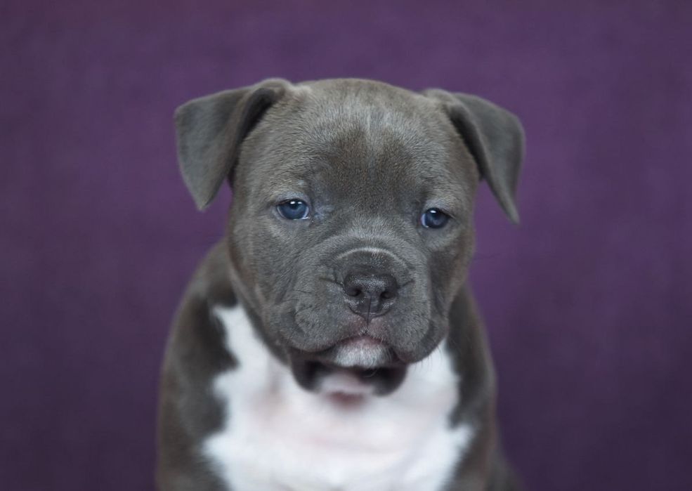 Голубая красавица амстафф, стафф, стаффордширский терьер с док КСУ