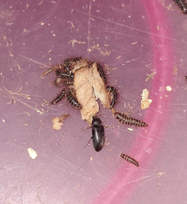 Skórnik kolczatek ( D. maculatus) - stado zarodowe CZYSZCZENIE KOŚCI