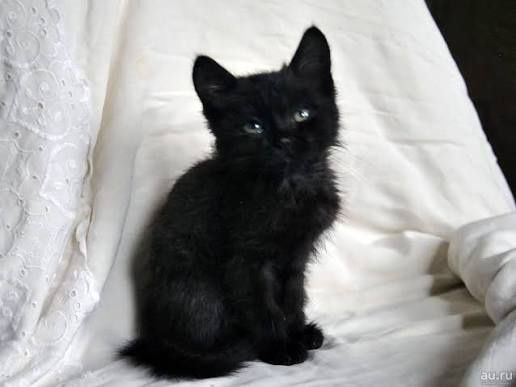 Кошенята 1,5 місяці