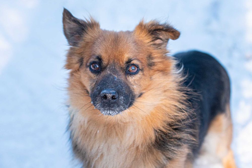 Tomino: wesoły i przyjazny puchatek