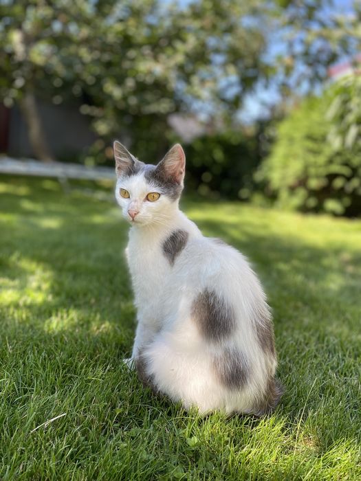 Кішка та її кошеня шукають люблячих господарів