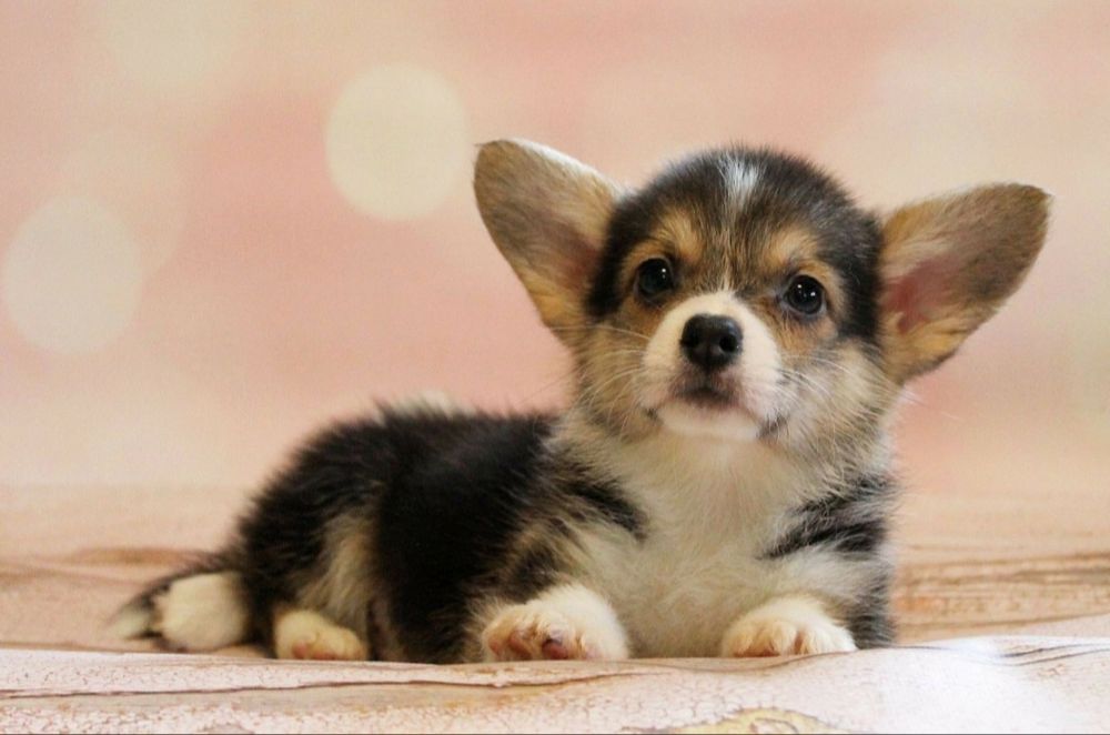 Щенки корги пемброк