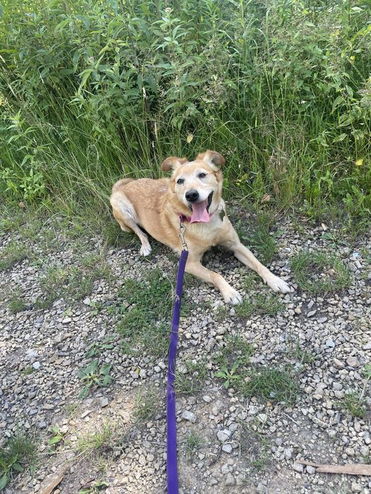 Wesoła Bronia szuka domu