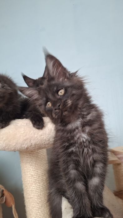 Maine Coon Kocięta