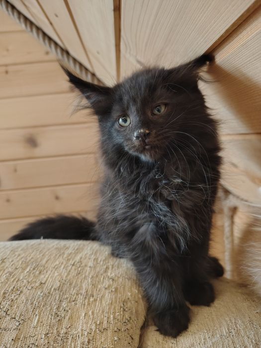 Maine coon, olbrzymi kotek, kotek, kotka Maine coon