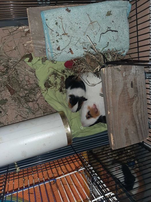 Морська свинка (хлопчик)