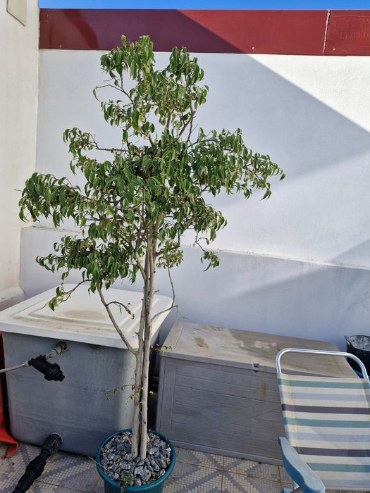 Planta com 2 metros com vaso