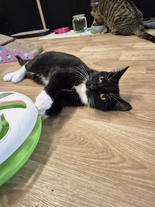 Kot, kotka, kociak GÓRKA