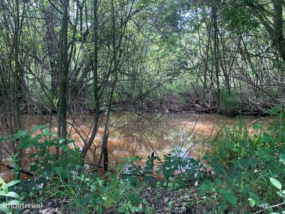 Quinta / propriedade agrícola, com nascente de agua - Aveiro