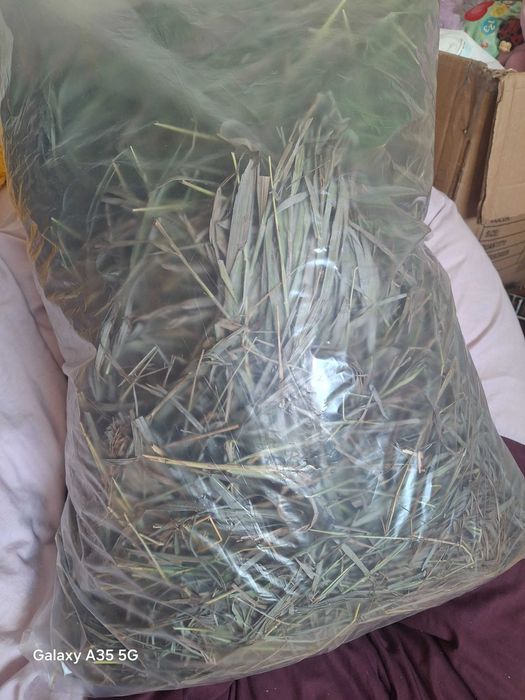 Сіно зелене для гризунів 3 кг 199