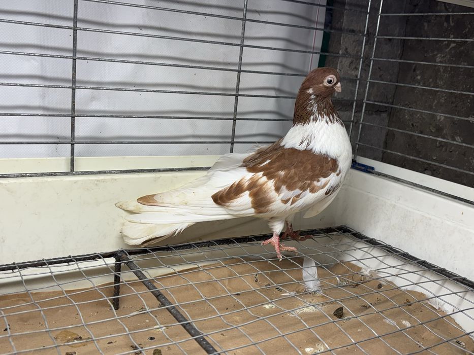 Gołębie zamojskie krótkodzioby